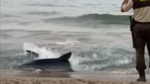 Un requin sème la panique sur une plage en Espagne (Vidéos)